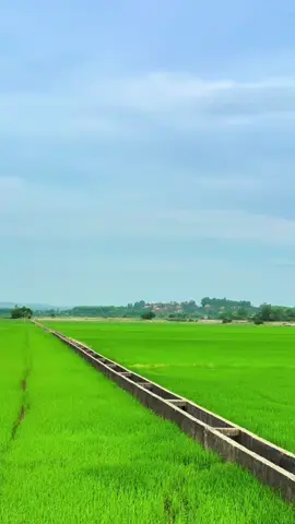 Mời anh về quê em đồng xanh ruộng lúa mênh mông #xuhuong #cảnhđẹpthiênnhiên #quêhươngtôi #bìnhyên 