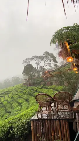 Tempat ini secandu itu 🍃 Kebun teh, hujan, kabut dan  kamu ❤️ #pangalengan #pangalenganbandung #pangalenganindah #pangalenganhits #bandung #kiaramanuk #kiaramanukpangalengan #kebuntehpangalengan #riunggunung #fyp #fypシ #fyppppppppppppppppppppppp 
