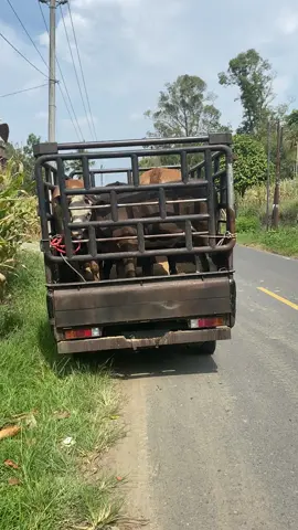🐂💨💨💨#mamaiting #tokehkerbo #tokehlembu #pengusahamuda #bosmuda 