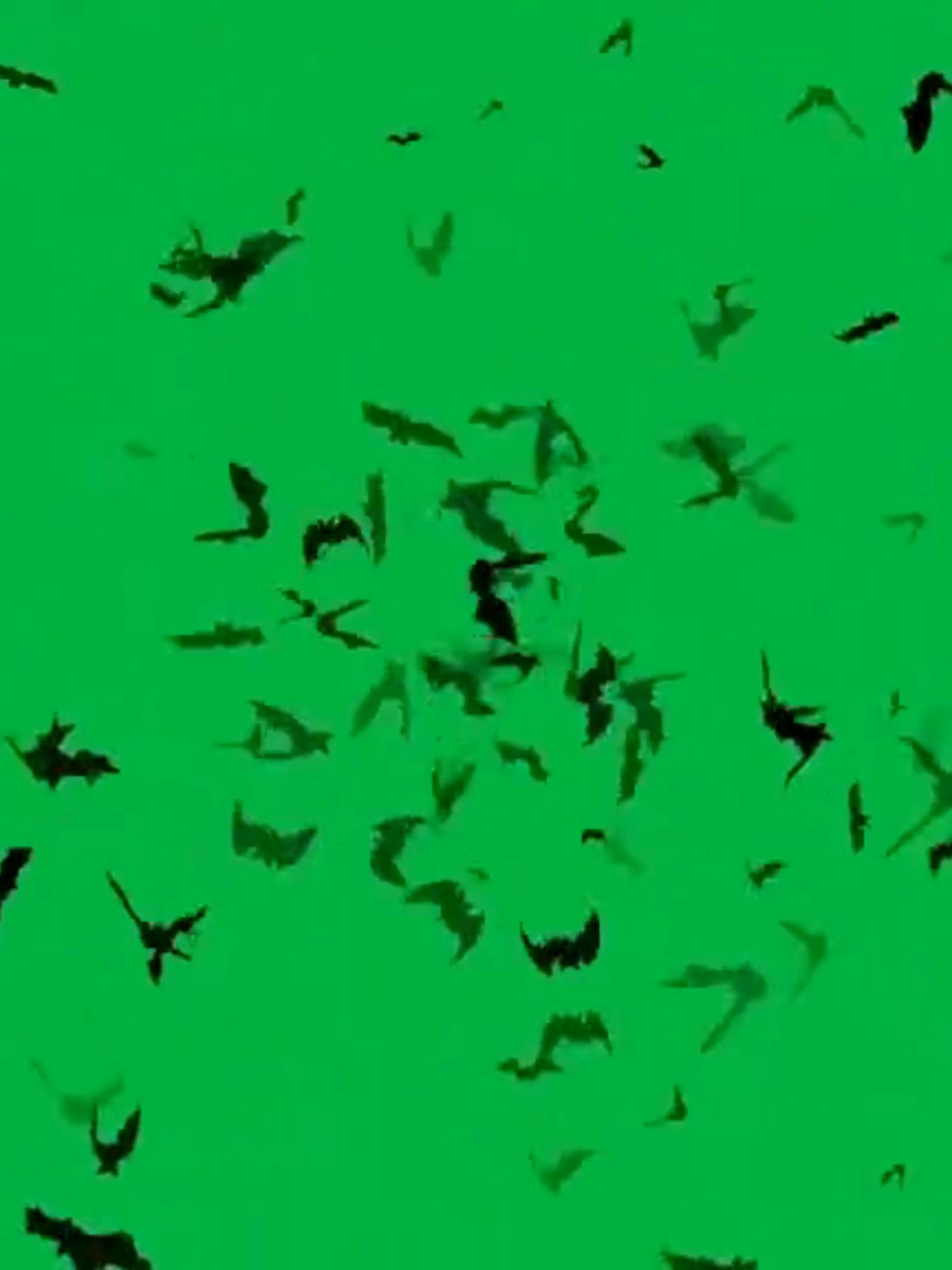 Flying Birds Black Bats #cap a #fyp #trending #blowthisup  #viralvideos #enzotakesovertt #viral_video #ukdrill #ukrap #remix #getmeontheforyoupage #getmefamous #famous #foryou #greenscreenvideo #greenscreensticker
