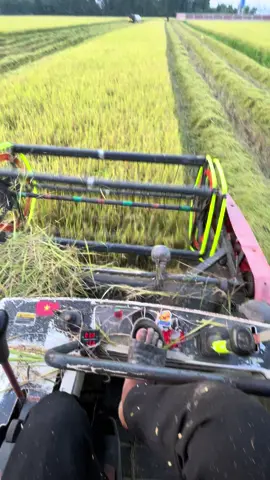 Ae kubota đâu điểm danh cái nàoo ..!#cáingang #xuhuongtiktok2023 #dc70plus🌾🌾 #vĩnhlong 