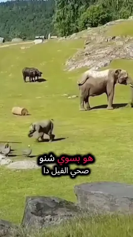 #الشعب_الصيني_ماله_حل😂😂 #الصينين_مالهم_حل😂😂 