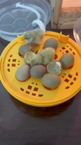 21-Day miracle!hatch chicks that konw you!#eggincubator #backyardchickens #scienceathome #farmlife 