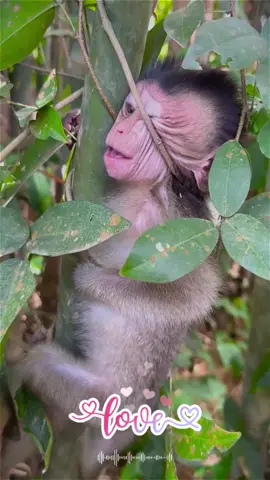 Rescue the monkey that stuck