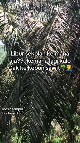 ##fypdongggggggg #sawitkonten #petanimuda #fyp #sawitkatakata 
