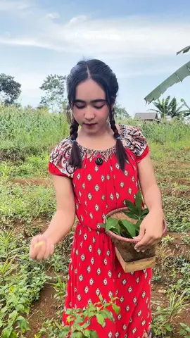 Janda desa cantik metik cabe#jandamuda #gadisdesa #fyp 