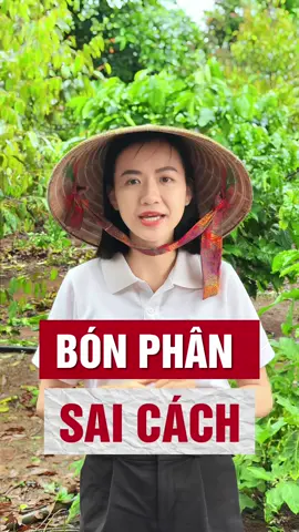 Bón phân sai cách ảnh hưởng như thế nào đây các bác? Các bác xem hết video cùng em Châu nhé ạ 👇👇👇👇 #phanbon #đất #lamvuon #trongcay #nongnghiep #nongdan #phvietnam #caitaodat 