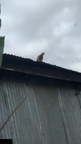 #እርግብ #ችግርህንመንግስትያየዋል😂 