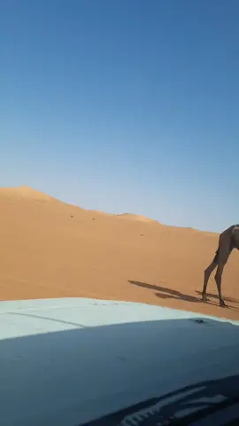 #الجزائر  #الصحراء  #🇩🇿 