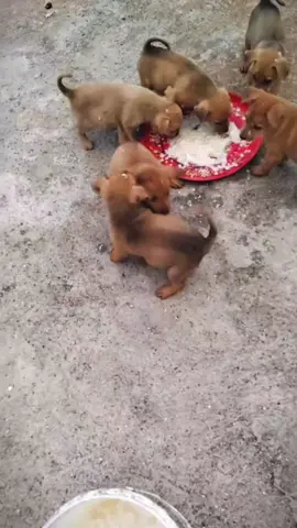 những chú chó tinh nghịch.#lovelydogs #cutedogs #dogsoftiktok #fyp #xuhuongtiktokk 