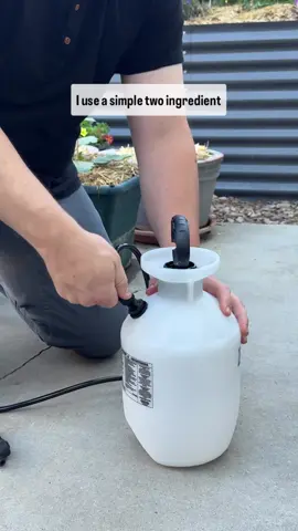 To clarify, before each gardening season I also amend my garden beds to provide a base level of nutrition. The routine fertilizing in this video is something separate.  Once my garden is in peak growth I will do this every two weeks. As you may have noticed I am using a rose and flowering fish fertilizer because I like that NPK Ratio for my tomatoes (and other veggies), but there are other great mixes. If you have fruiting vegetables just avoid getting a fish fertilizer that mostly has nitrogen because that will encourage leafy growth and not fruiting. It peak growth it is generally better to get something with a more balanced NPK. Also, I like to add more than the directions say and then water in each plant with my hose after I apply the fertilizer.    Is there anything else that you like to add to your fertilizer mixture? Here is a blog post with more info: https://farmerxfoodie.com/fertilizing-101-what-your-garden-really-needs-to-thrive/ #smallgarden #tinygarden #fertilizer 