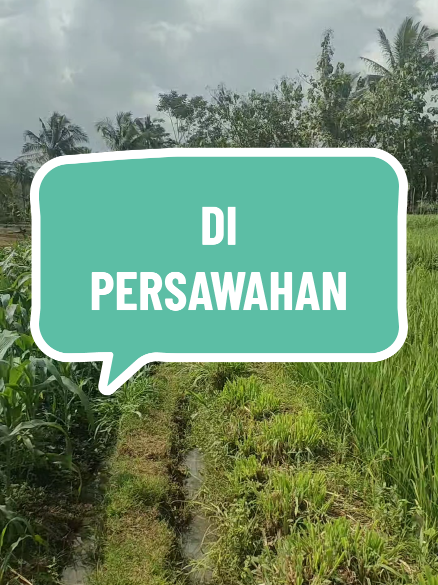 di sawah #sawah #ladang #petani #asmr #polosanvideo #mentahanvideo #prankvideo #bahanswmu #padi 
