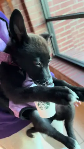 Liliths first puppaccino😋 #calihuskyteerz #starbucks #PetsOfTikTok #dogsoftiktok #germanshepherd #belgianmalinois #puppaccino #yummy #doglife #puppylife #puppy #fyp #foryoupage #petstory 