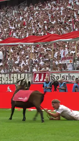 Happy national mascot day! 🤪🐐 #effzeh #bundesliga #hennes 