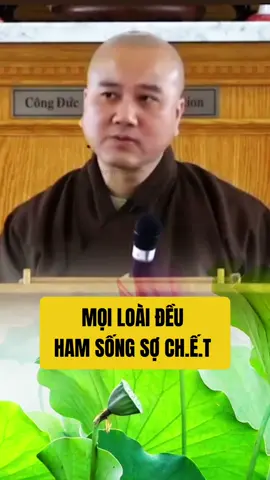 Mọi loài đều ham sống sợ ch.ế.t #phatphapnhiemmau #thichphaphoa #nguyennguoiann  