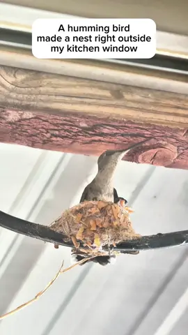 No coincidences! Such an amazing thing to experience. #hummingbird #hummingbirds #hummingbirdnest #birdnest #babybird #spiritualmessage #fyp 