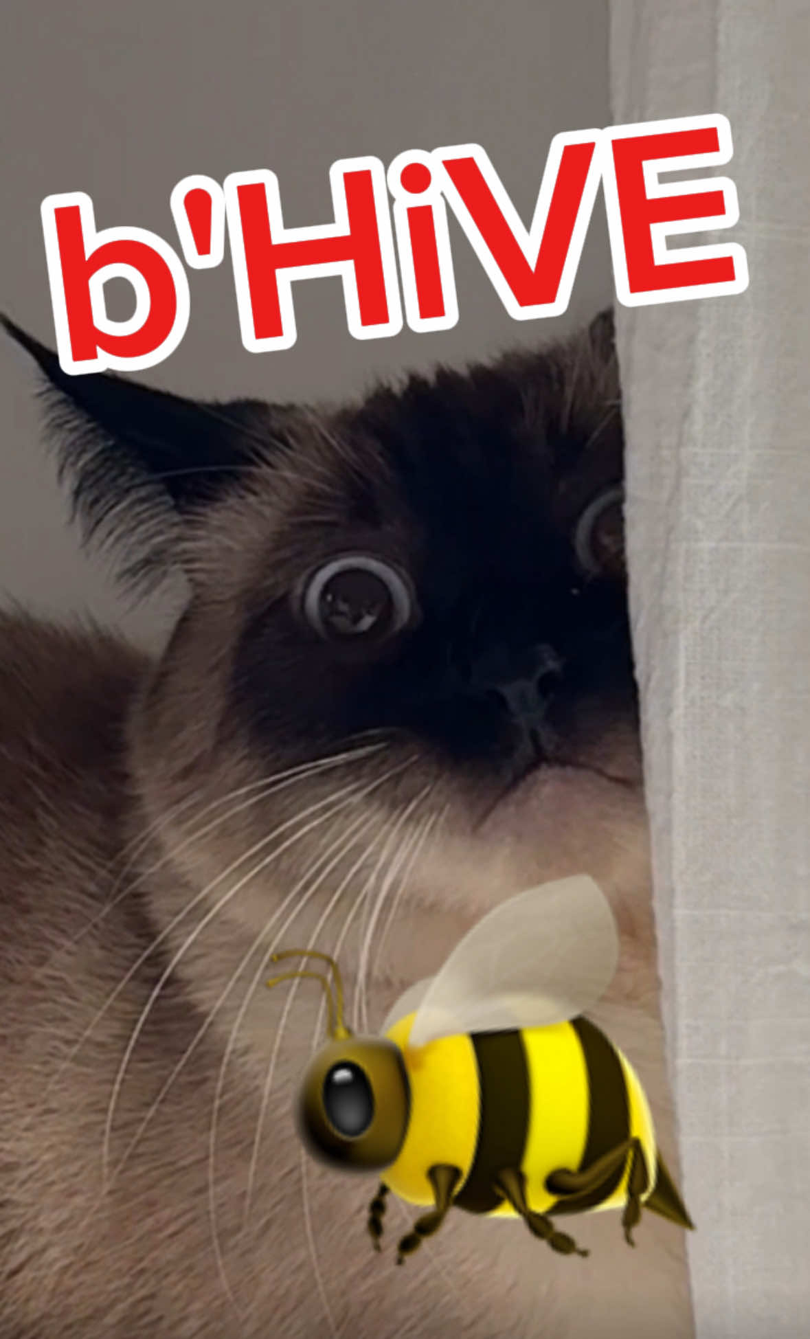WAiT 2 SEE , mY #bhive ,,: LMOA #catsoftiktok #Summer #FathersDay #summersongs #bagagwa