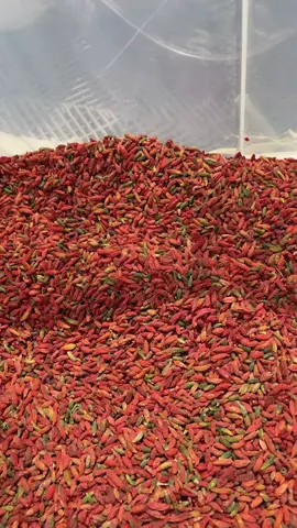 kỵ tử hoang dã ninh hạ 