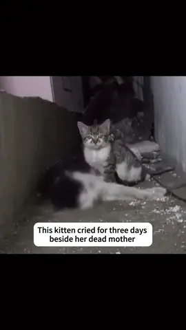 #rescue #cat #fyp #catsoftiktok #tiktok 