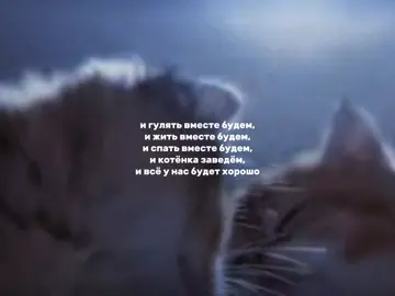 будем #щп #щитпост #fupシ #fup #в #рекомендации #врекомендации #кот #котики #котята 