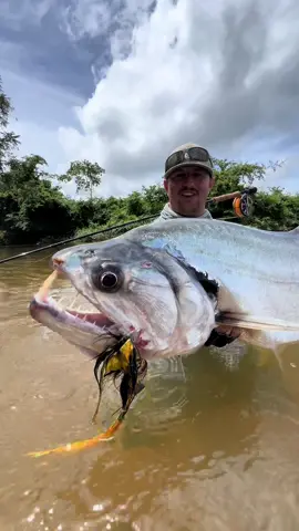 Meet one of the Amazon’s most vicious predators, the Payara.   ~ “There’s nothing quite like catching a Payara on the fly. Think acrobatic tarpon but a worse hookup ratio, Massive fangs, that escaped out of chernobyl or Draculas fish tank! These fish live in strong currents in the Amazon River Basin and are ambush Predators. Using their fangs to puncture unsuspecting baitfish, slicing up their prey into pieces before eating!” ~ Head over to the [FLYLORDSMAG.COM] to check out the full Angler Story of the Week.  ~ 🎥: @ryan_izquierdo // @payara_kingdom ~ #flylords #payara #flyfishing #fishing 