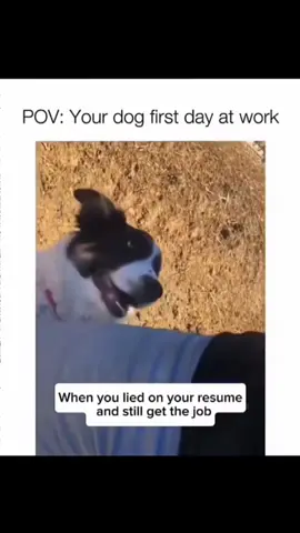 Bringing you nonstop laughs from the funniest dogs online 🐶😂 #DogLaughs #PupEnergy 