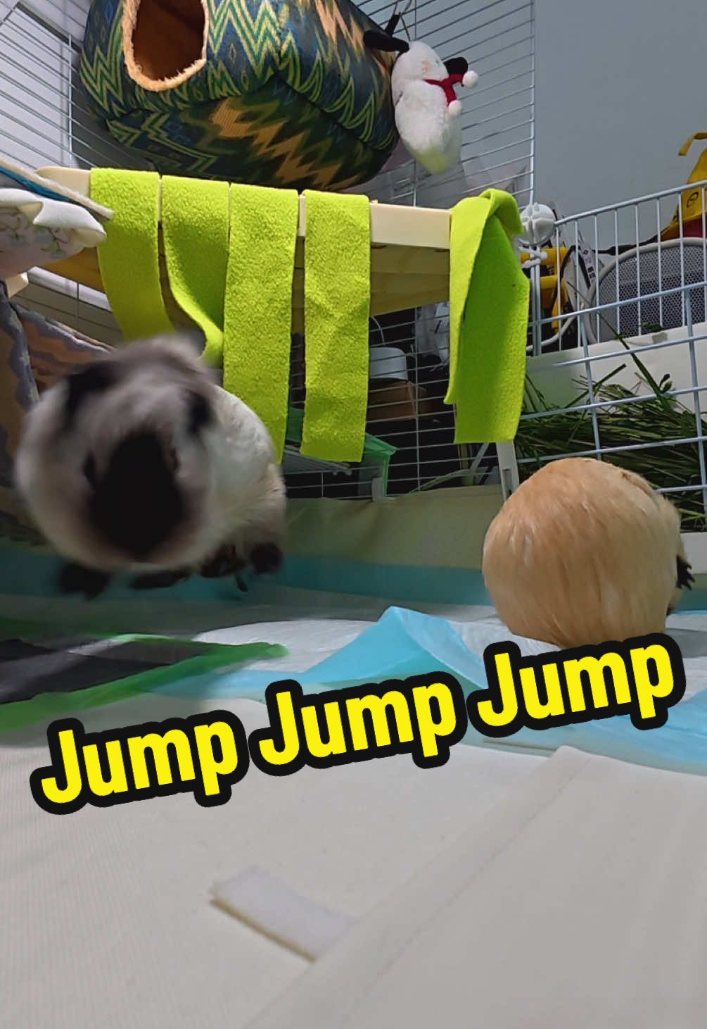 Lets jump together 🤣👻👻#guineapig #foryoupage #funnypets #funny #guineapigsoftiktok #cuteanimals #cavylove #モルモット #fypシ゚ #fyppppppppppppppppppppppp 