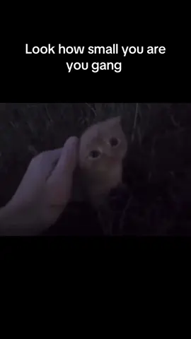 . . . . [i had to remake it!!] #cat #fypage #kittys #you #short #cuteeeeeeeeeeeeeeeeeeeeeeeeeeeeeeeeeeee #gif #tiktok #cats #kittyyyy #kittytkittycat  #useyourheart #catcatcactcatcatcatcatcatcatacatacatacat 