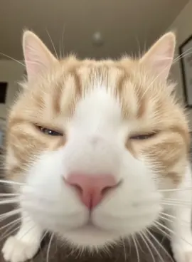 #cute #fyp #cat #funny #happy #foryou #meditation #baby