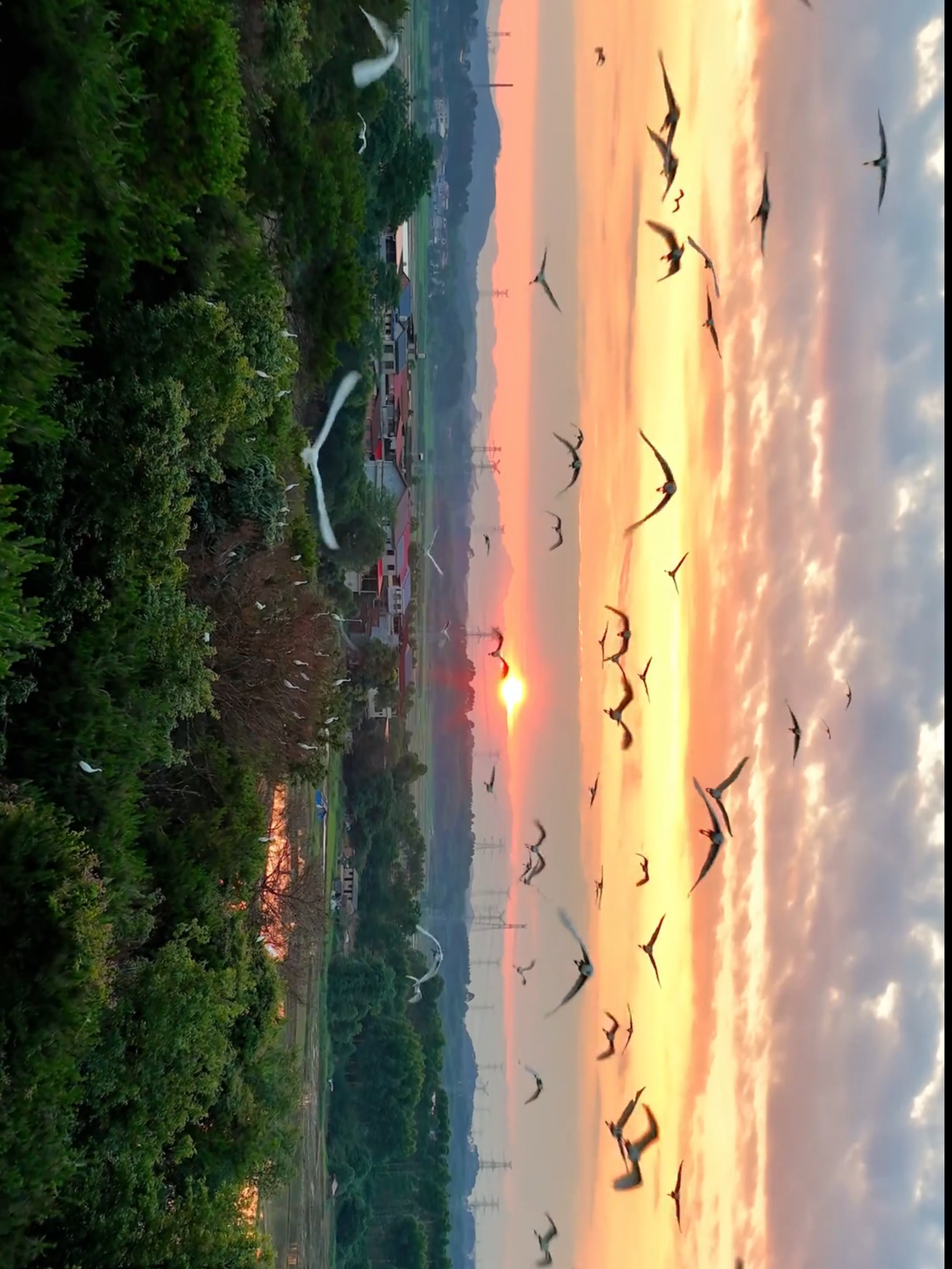 🌅 Golden Evening with Birds in Flight 🕊️ #sunsetsky#eveningvibes#birdsinfly#naturemagic