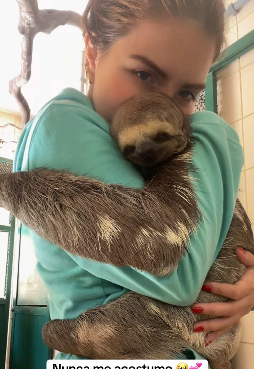 Eu tento não tirar uma casquinha, afinal ela não é um pet e a intenção do manejo é levá-la para o banho de sol diário, mas confesso que quando ela estende o braço… eu não me aguento e abraço! 🥹❤️ #medvet #veterinaria #animal #bichopreguica #animais #viral #animals #fyy