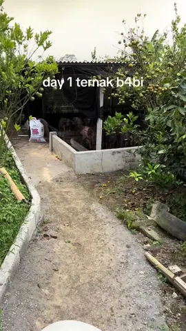 dipelihara lucu, dipotong enak #day1 #fyp #babiguling 