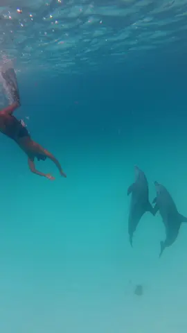 it's beautiful day , play fully dolphins 🐬 #dolphins #wildlifephotography #ocean #zanzibartiktok 