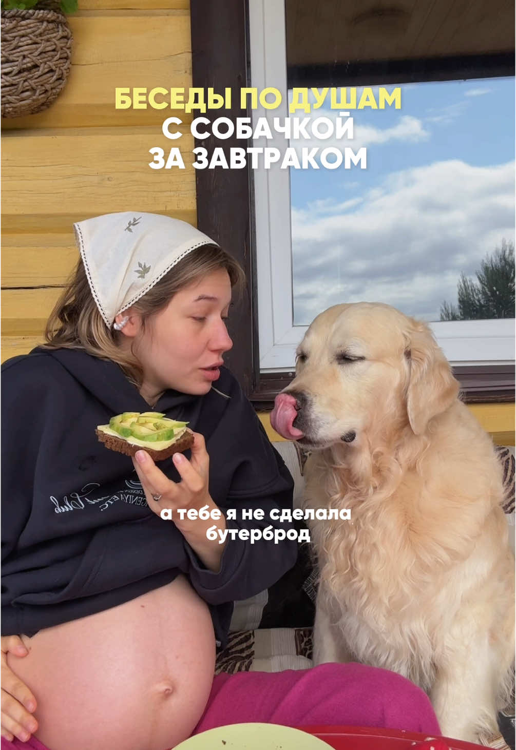 Добрыня Бутербродов на связи 🥪 #юмор #собака #ретривер #собачники #беременность #семья 