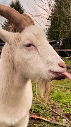 Desde que te creció esa #barba #humor #chivo #memestiktok #cabra 