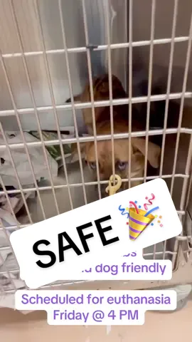 UPDATE: Ginger has been rescued! 🎉 🐾 GINGER •Female, 17 lbs •Cane Corso mix •People friendly •Very sweet •Energetic little girl  •Rescue only •Euth listed for Friday, June 20, 2025 at 4:00 PM 📍Clayton County Animal Control and Adoption Center in Ellenwood, Georgia @CCAC Volunteers  #euthlistdogs #euthlist #rescue #rescuedog #rescueme 