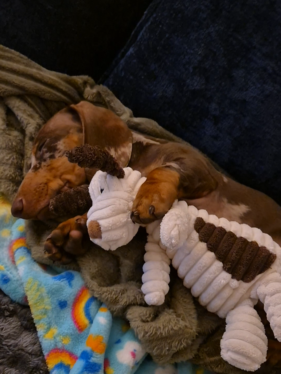 I wonder if he's dreaming about his teddy 💤 #dachshund #fyp #cute #minaturedachshund #sleepingdog 