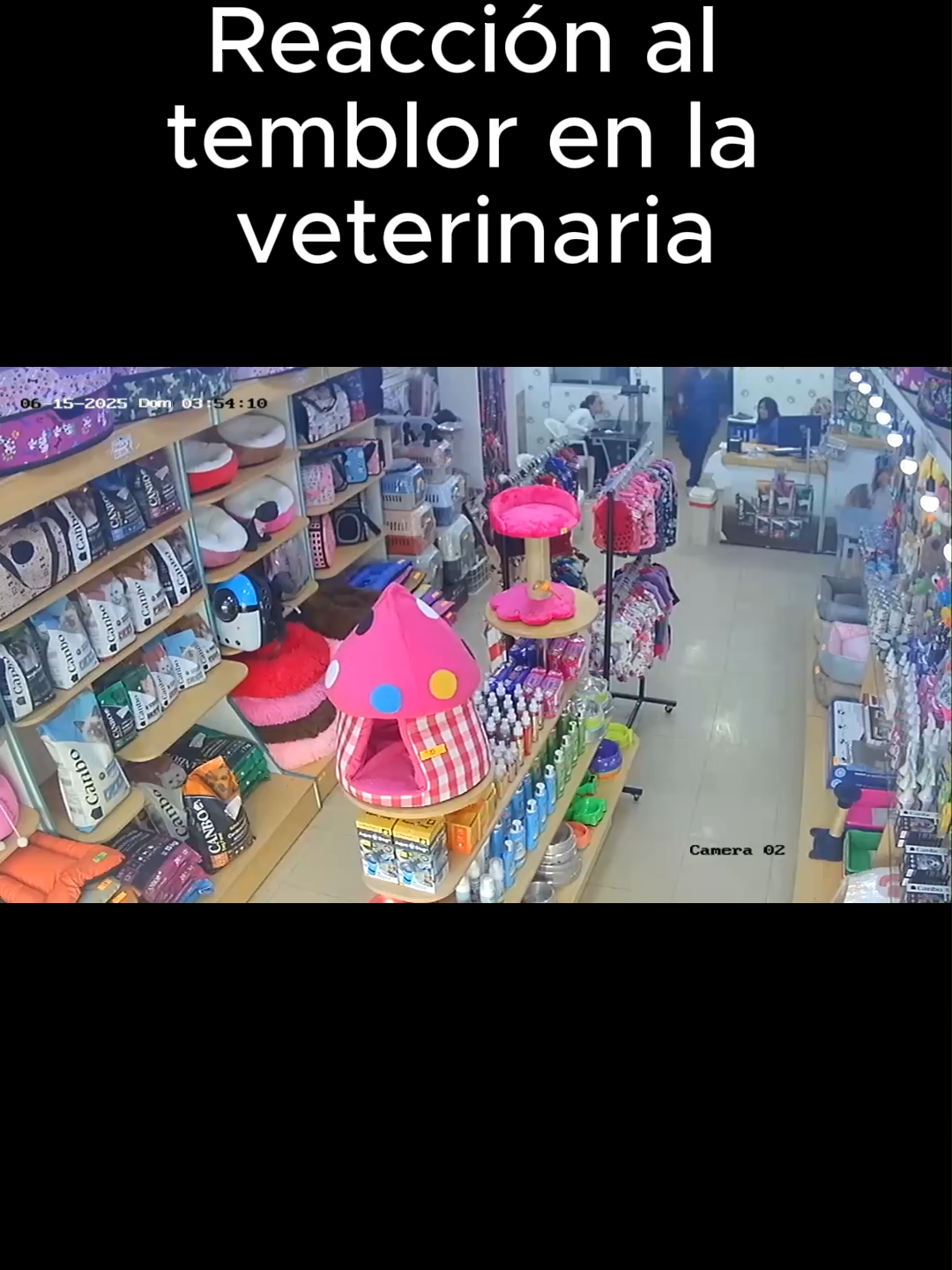 Tembló... 😳 Pero antes de correr por nuestras vidas, ¡salvamos al michi! 🐱💨 En Don Perro cuidamos tanto a las mascotitas, que ni un sismo nos hace olvidar lo que importa. 💛 ¿Tú también sentiste el temblor en Comas? Comenta tu reacción 👇 #TemblorEnLima #ReacciónReal #VeterinariaPeru #AmorPorLasMascotas #GatitosFelices #PeruanosEnTikTok #SismoLima #HumorVeterinario