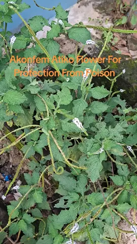 #fyp#fyppage #viralvideos #herbs herbalmedicine#tiktokghana🇬🇭 