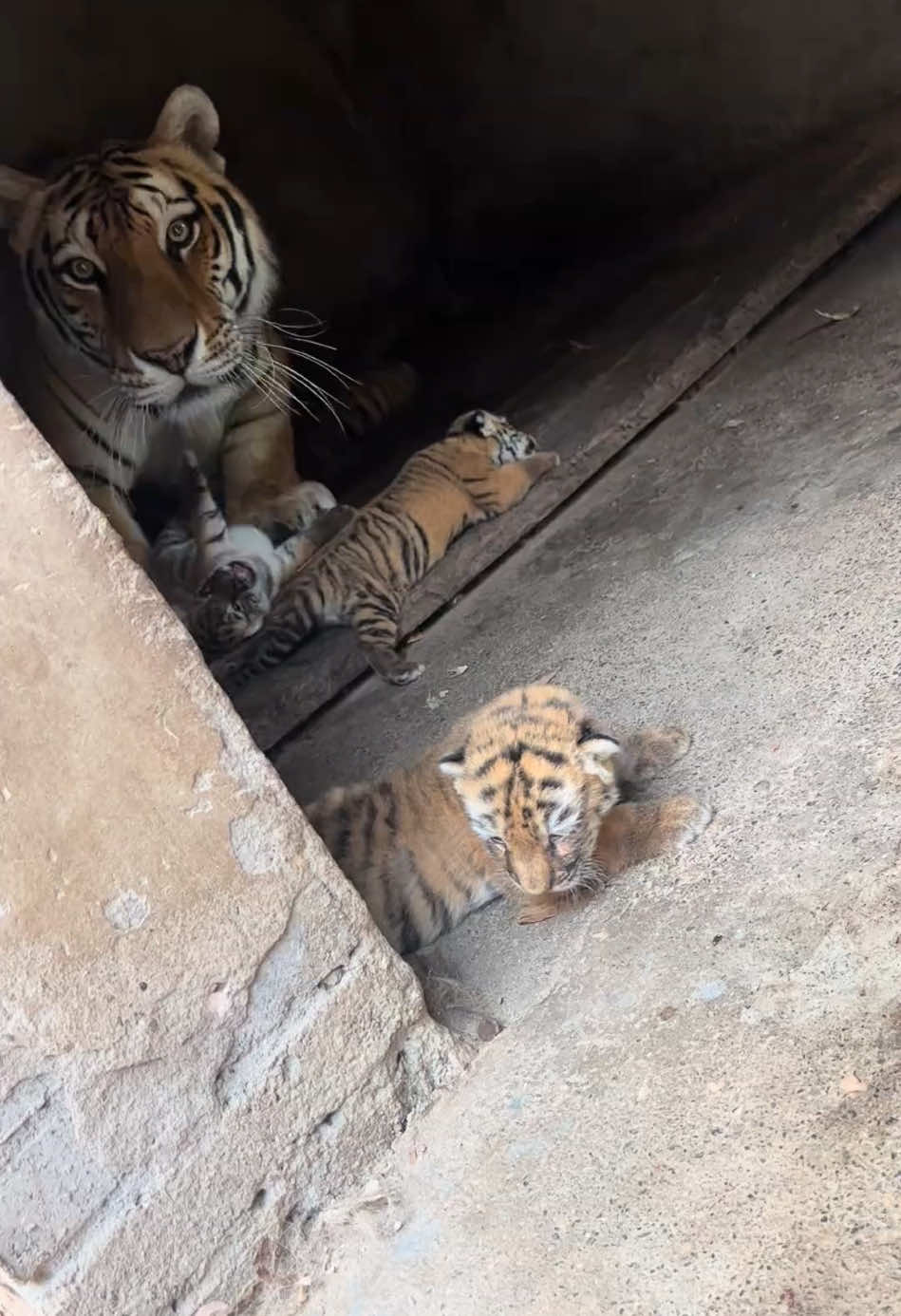 😯😯😯tigercubs mother so firece #tiger #tigercubs #mother #cute #cuteanimals #shorts #firece