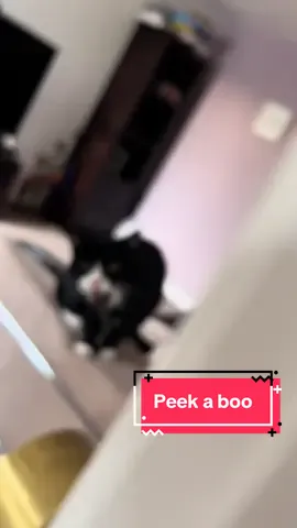 He hates peek a boo.  Translation on comments please ⬇️🤣 #peekaboo #meow #meowing #catlife #catsofinstagram #catsofttiktok #catlifestyle #catlover #catlovers #tuxcat 