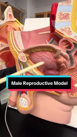 This video is on the Male Reproductive Model! #anatomy #anatomylesson #male #reproductive #malereproductivesystem #urinary 