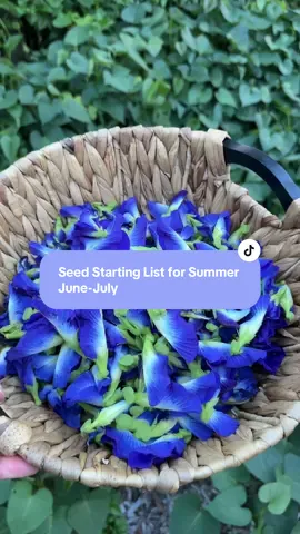 Florida Summer Seed Starting List for June thru July 2025  Amaranth Blue Pea Flower Gingers including Turmeric Japanese Style Cucumbers (in shade)  Katuk Tropical Spinaches like Malabar Spinach and Okinawa Marigolds Melons (not beginner friendly but definitely possible!) Okra Peanuts Peppers Pidgeon peas-reminder these will be perennial in South Florida but act like an annual in North Florida  Pumpkins/Squashes Seminole Pumpkins love the heat  Roselle Southern Peas  Sugar cane Sunflowers Sweet Potato  Winged Beans  Cassava and taro but if we get a frost they will die back prematurely. If you are in South Florida feel free to plant them anytime! 