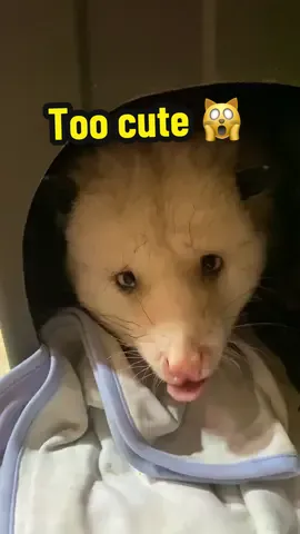 Waking Banjo from his slumber for a quick boop. #opossum #opossumlove #marsupial #unusualpets #opossums 