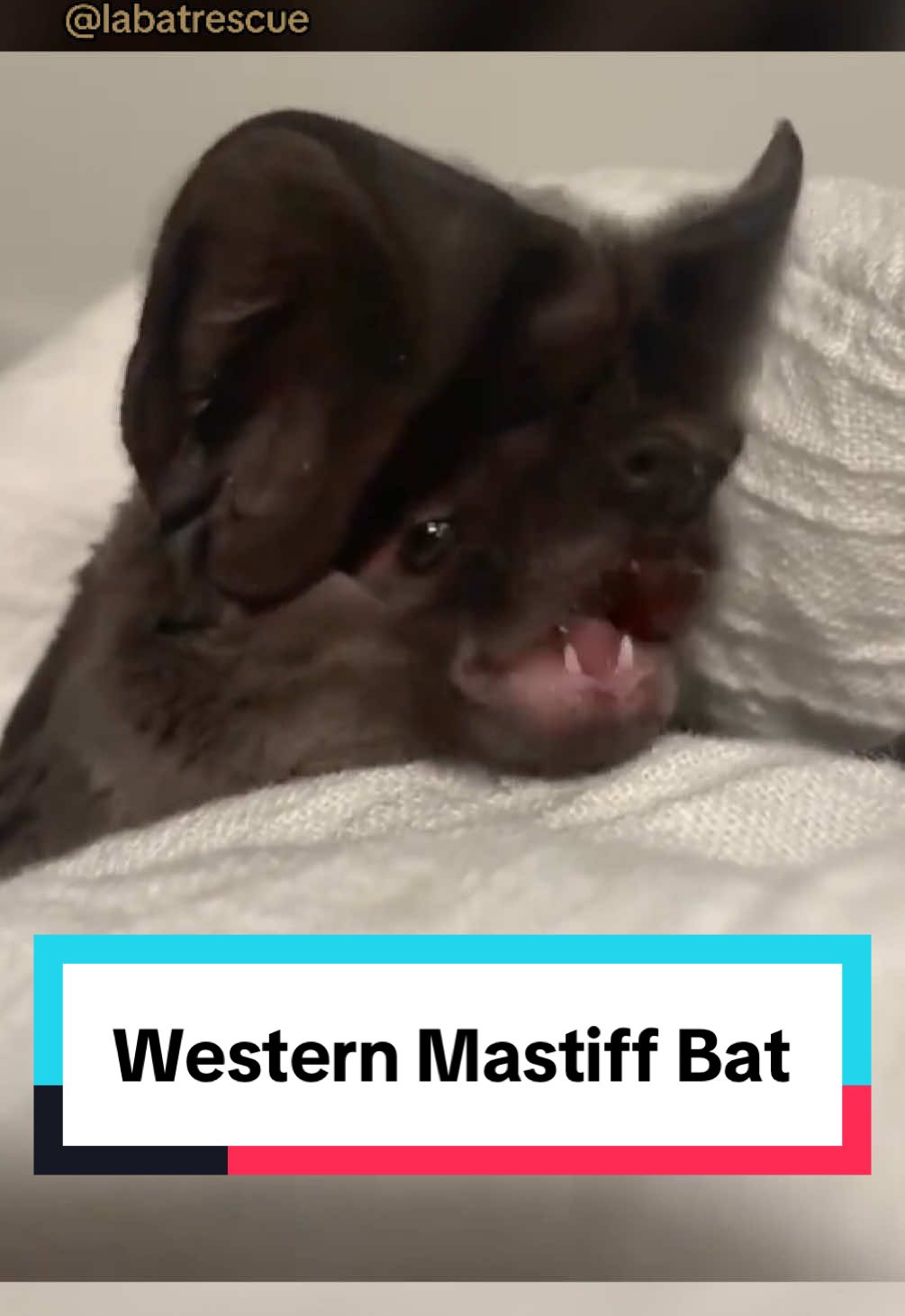 Turn up the volume to hear the chomping! Western Mastiff Bats are the largest bat species in the U.S. with a wingspan of nearly 2 feet. Very little is known about them because they roost on cliff faces and feed high above the ground. They are rarely found and are classified as a California Species of Special Concern. This female was found dehydrated and emaciated on the Sunset Strip, of all places. After she puts on a bit more weight she will be ready for release. (Repost from 04-22-21).  #chiroptera #eumopsperotis #molossidae  #westernmastiff #westernmastiffbat #westernbonnetedbat #southbaywildliferehab #chompingmopsy #bat #bats #wildliferescue #cuteanimals #rescuerehabrelease  #battok #bathospital #Science #nature #socal #welovebats #california #fyp #fypage #secondchance #microbat #microbats #animalcare #losangeles #conservation #insectivore #savethebats #wildliferehabber #labatrescue #animalrescue 