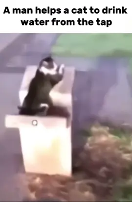 #playboicarti #carti #magnolia #horsesoftiktok #fyp 