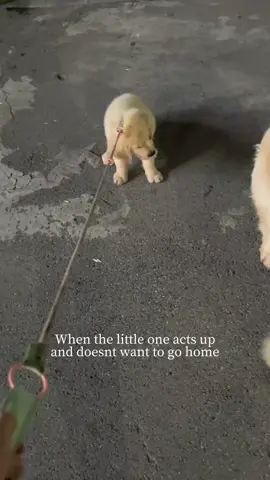#pet #adorable #justgrinandwin     #funnyvideos #viral #happylife #fyp #enjoylife #cutedog #puppy #walk 