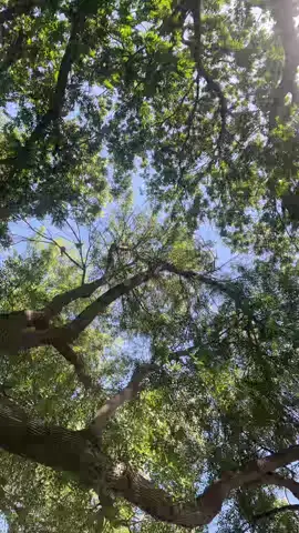 🙌🏼🥰🙏🏻🎼