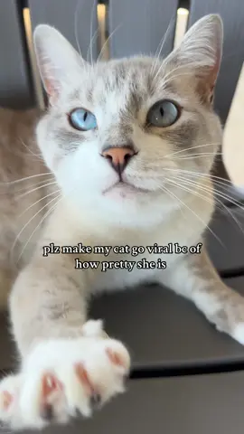 like LOOK at those eyes. #model #cat #viral 