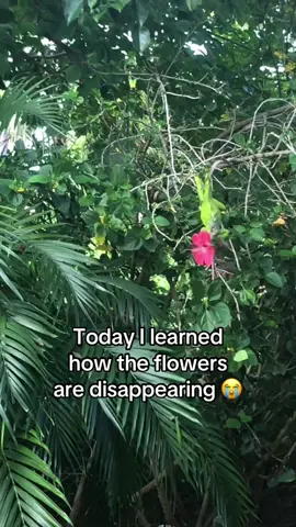 My poor hibiscus 🌺 #florida #hibiscus #flowers #iguana #lizard #flowerstealer 